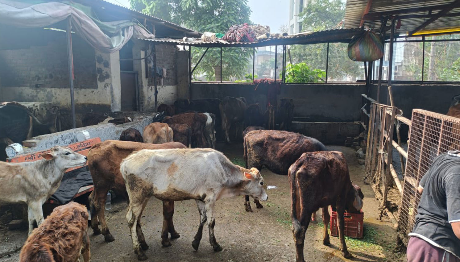 Gaushala Sanctuary